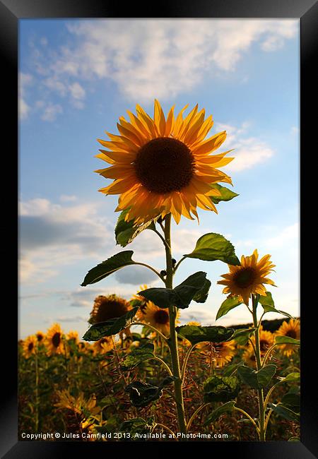 Sunflower Framed Print by Jules Camfield