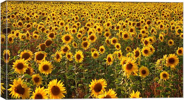 Sea Of Sunflowers Canvas Print by kelly Draper