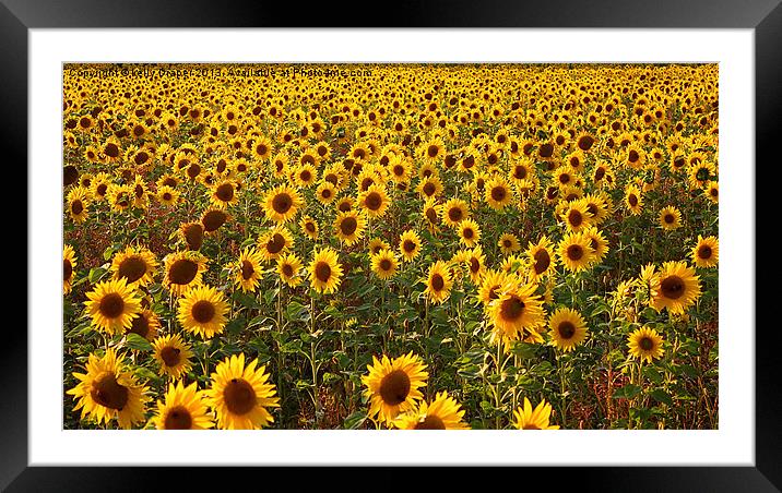 Sea Of Sunflowers Framed Mounted Print by kelly Draper