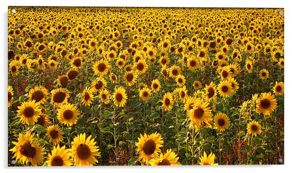 Sea Of Sunflowers Acrylic by kelly Draper