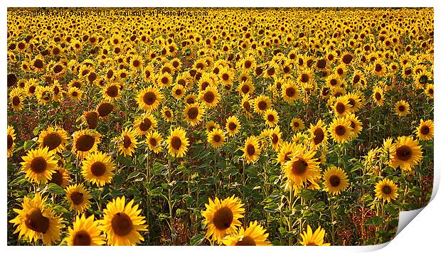 Sea Of Sunflowers Print by kelly Draper