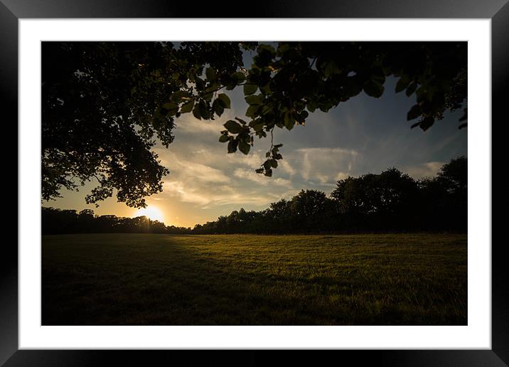 Golden Hour at Upton Country Park Framed Mounted Print by Daniel Rose