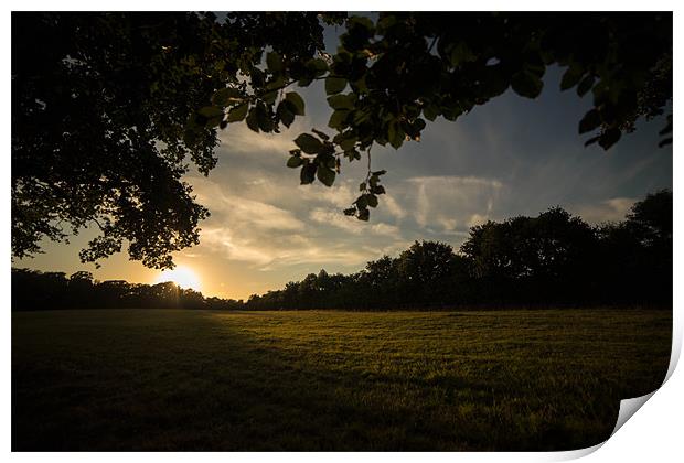 Golden Hour at Upton Country Park Print by Daniel Rose