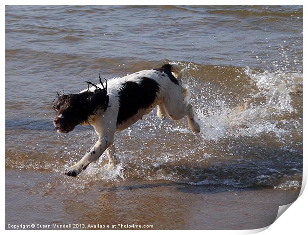 Doggy Paddle Print by Susan Mundell