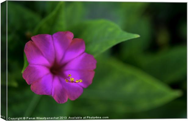 Purple Flower Canvas Print by Panas Wiwatpanachat