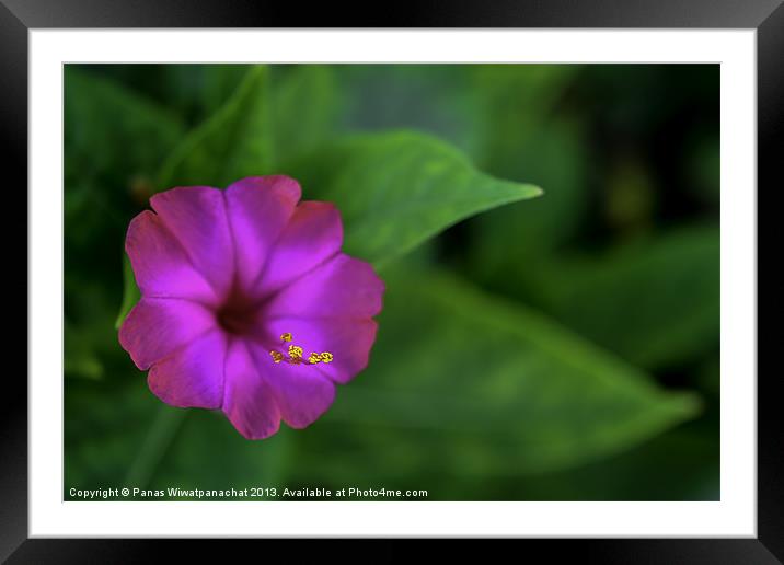 Purple Flower Framed Mounted Print by Panas Wiwatpanachat