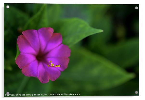 Purple Flower Acrylic by Panas Wiwatpanachat