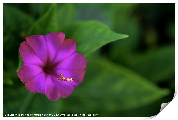Purple Flower Print by Panas Wiwatpanachat
