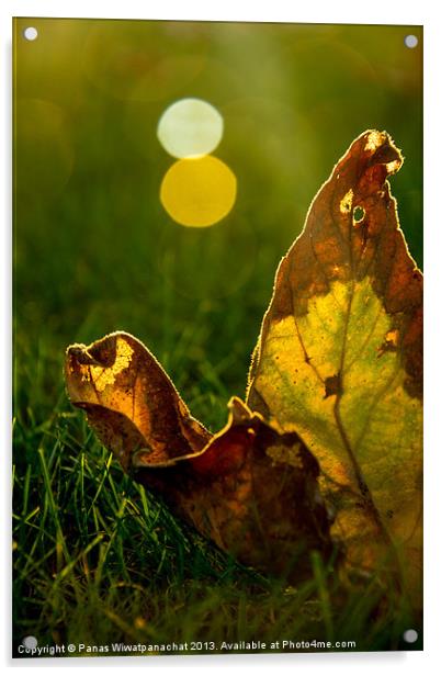 Fall Foliage Acrylic by Panas Wiwatpanachat