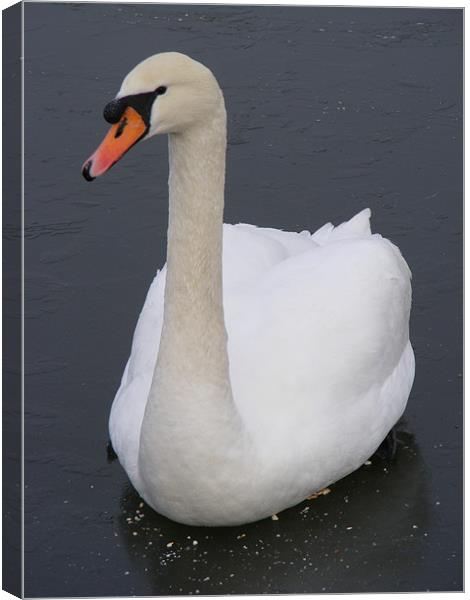 Frozen Swan Canvas Print by Shoshan Photography 