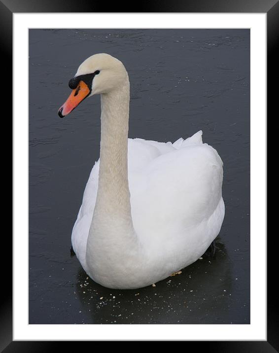 Frozen Swan Framed Mounted Print by Shoshan Photography 