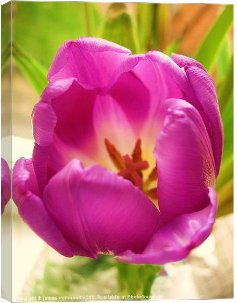 Purple Tulip Canvas Print by james richmond
