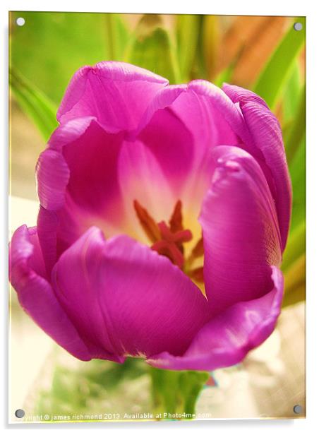 Purple Tulip Acrylic by james richmond