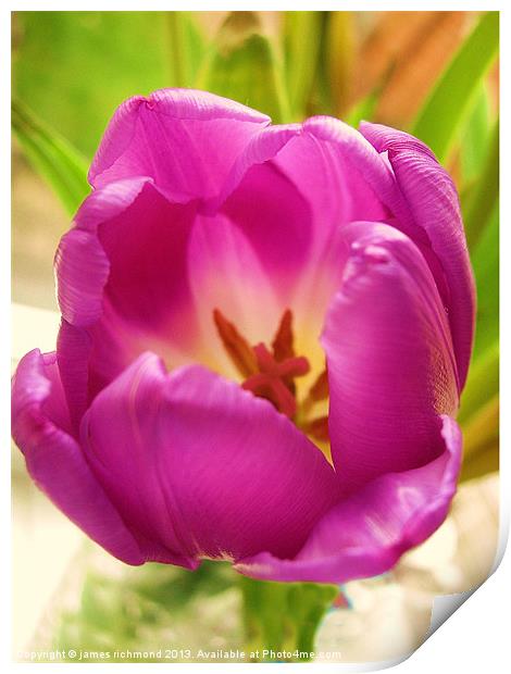 Purple Tulip Print by james richmond