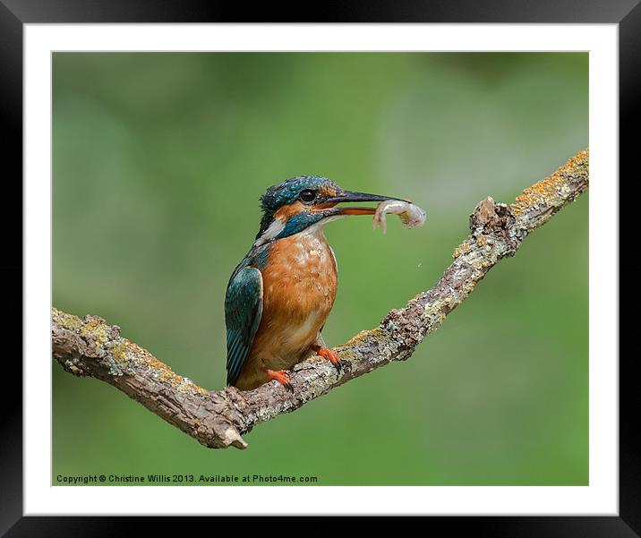 Kingfisher Framed Mounted Print by Christine Johnson