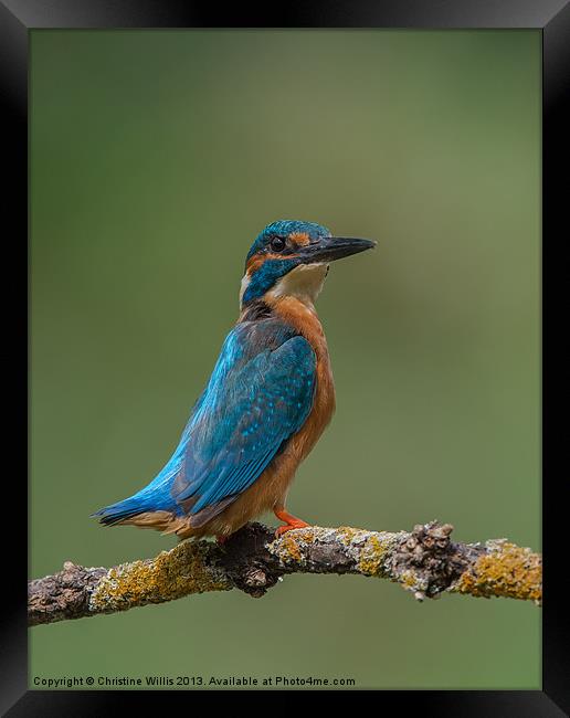 Kingfisher Posing Framed Print by Christine Johnson