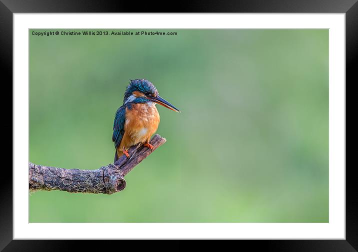 Perched Kingfisher Framed Mounted Print by Christine Johnson