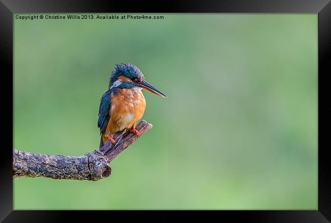 Perched Kingfisher Framed Print by Christine Johnson