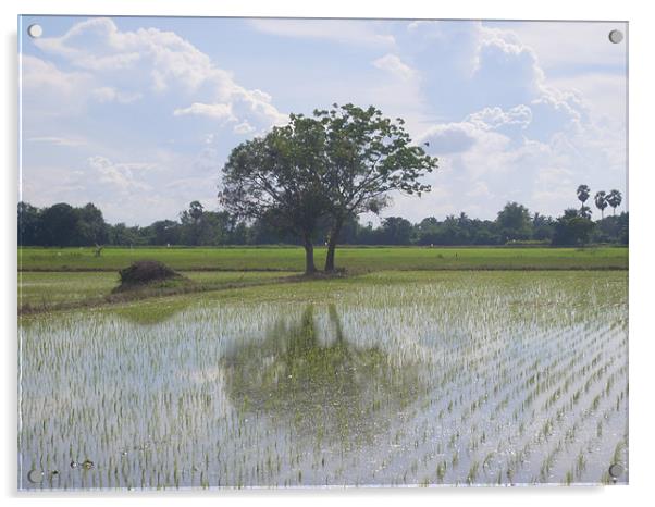 Thaipaddyfield Acrylic by joel ormsby