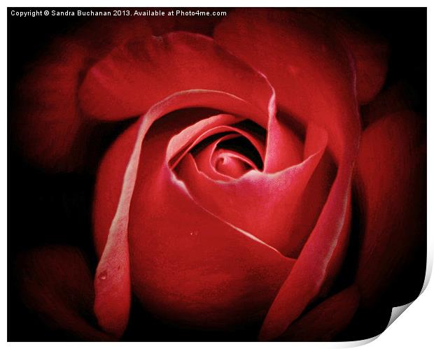 Dreamy Rose Print by Sandra Buchanan