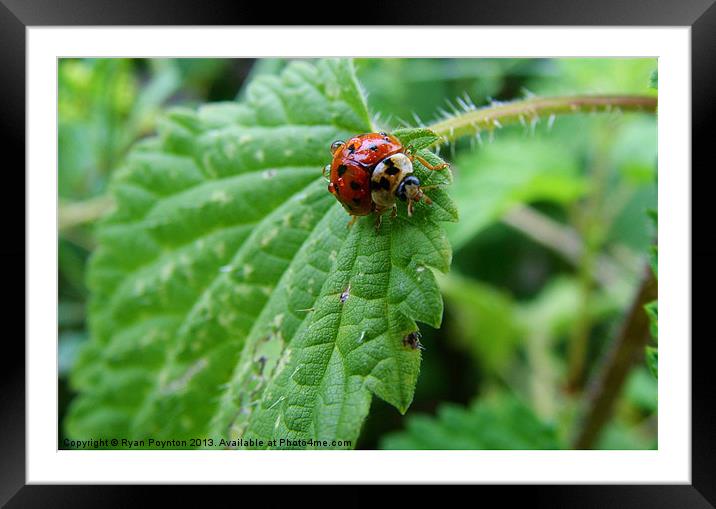 Ladybug Framed Mounted Print by Ryan Poynton