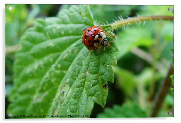 Ladybug Acrylic by Ryan Poynton