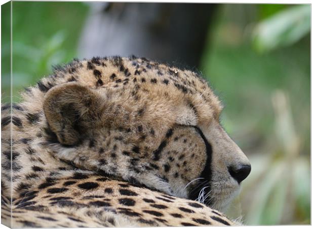 Sleepy Cheetah Canvas Print by sharon bennett
