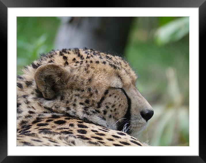 Sleepy Cheetah Framed Mounted Print by sharon bennett