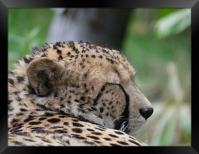 Sleepy Cheetah Framed Print by sharon bennett