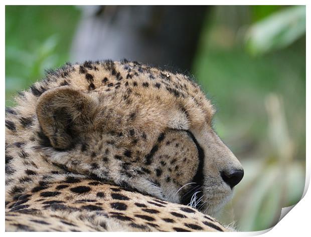 Sleepy Cheetah Print by sharon bennett
