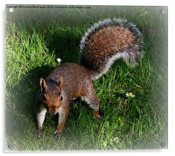 Squirrel Fun Acrylic by Sandra Buchanan