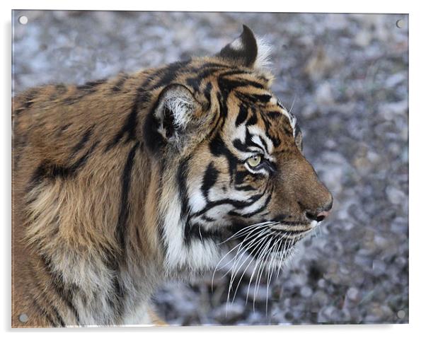 Tiger 2 Acrylic by nikola oliver