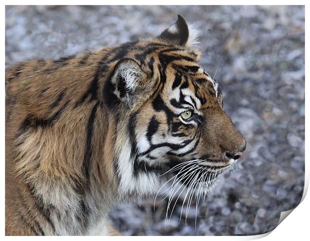 Tiger 2 Print by nikola oliver