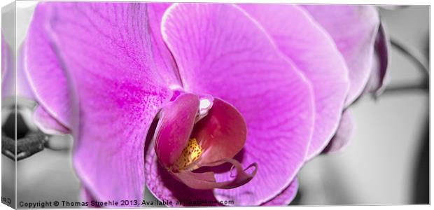 Orchid Canvas Print by Thomas Stroehle