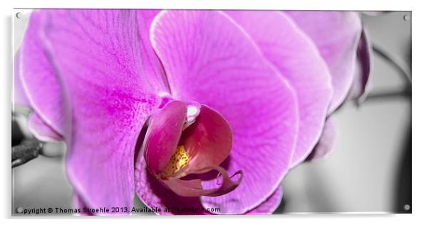 Orchid Acrylic by Thomas Stroehle