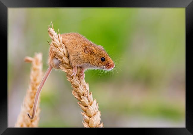 Harvest Mouse Framed Print by Val Saxby LRPS
