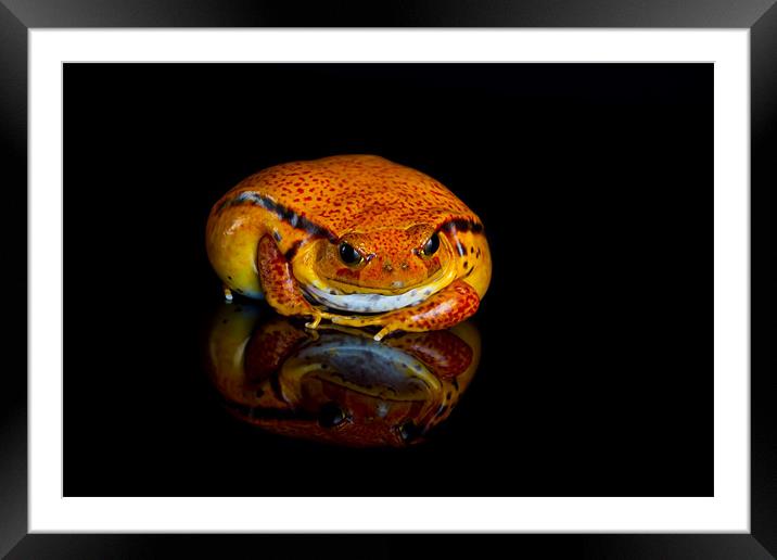 Tomato frog Framed Mounted Print by Val Saxby LRPS
