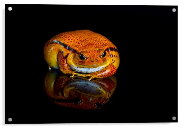 Tomato frog Acrylic by Val Saxby LRPS