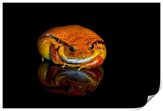Tomato frog Print by Val Saxby LRPS