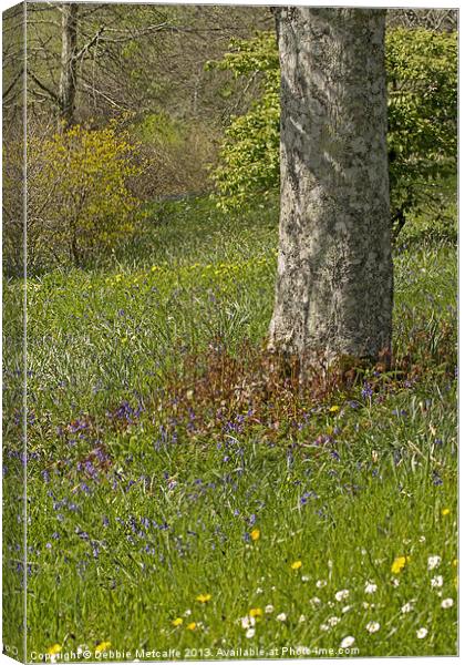 Bluebell wood Canvas Print by Debbie Metcalfe