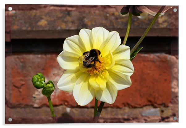 Flower and a bee!! Acrylic by Nadeesha Jayamanne