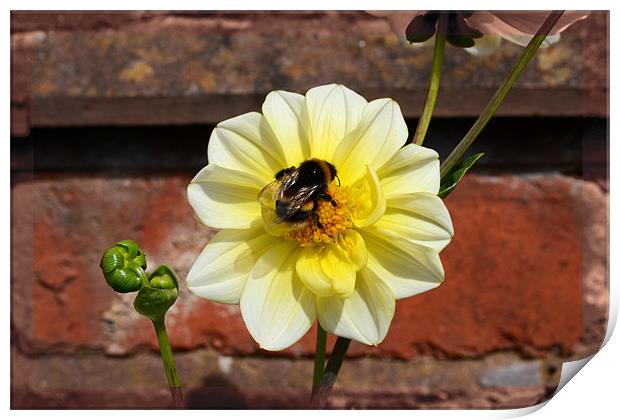 Flower and a bee!! Print by Nadeesha Jayamanne