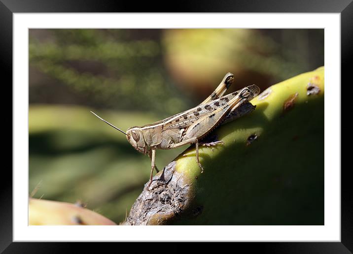 Grasshopper Framed Mounted Print by RSRD Images 