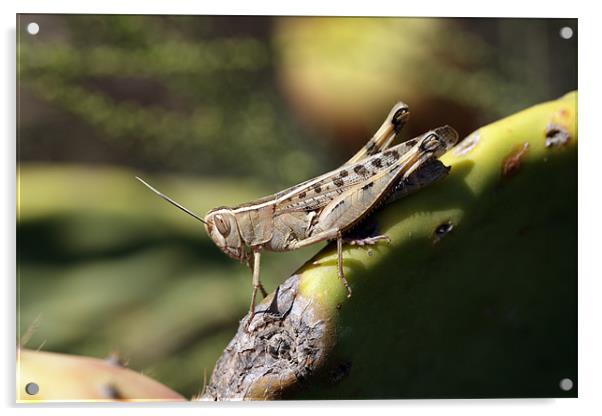 Grasshopper Acrylic by RSRD Images 