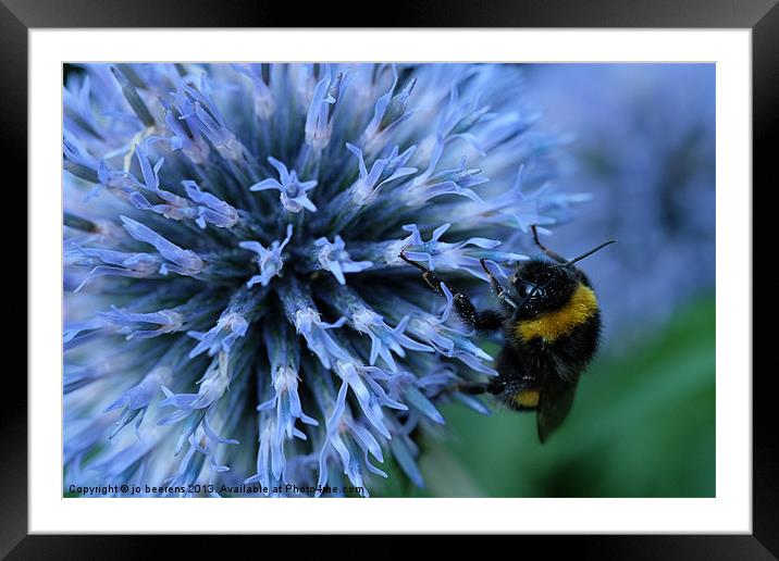 bee on the side Framed Mounted Print by Jo Beerens