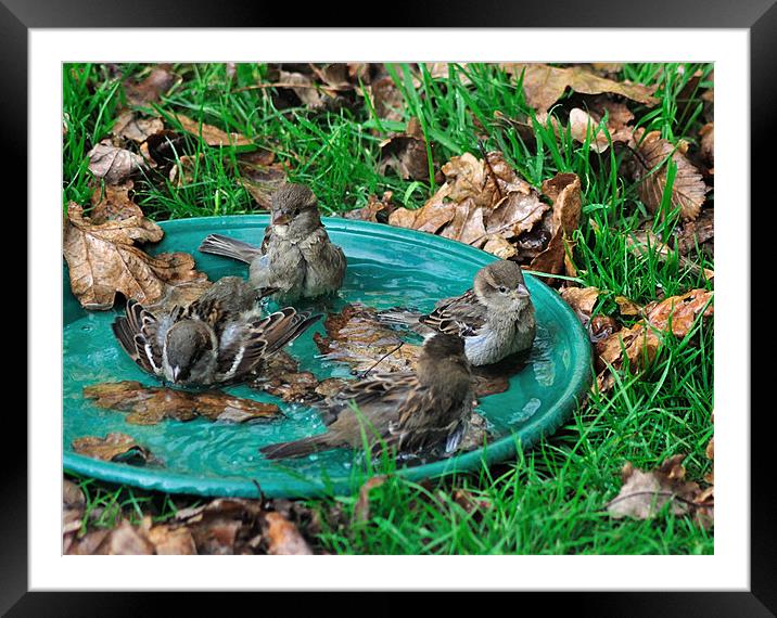 Autumn Bird Bath Framed Mounted Print by Rosie Spooner