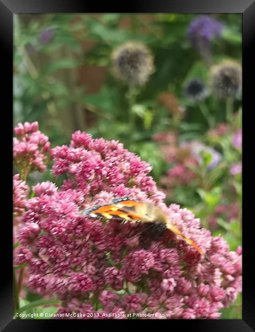 Pretty in Pink! Framed Print by Eleanor McCabe