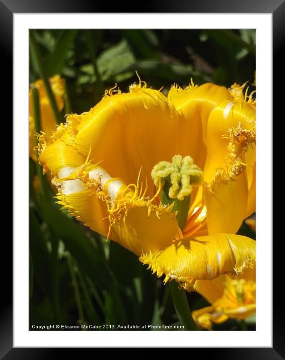 Yellow Fizz! Framed Mounted Print by Eleanor McCabe