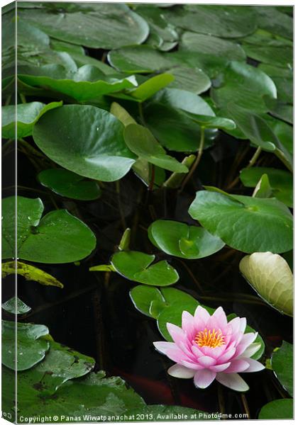 Water Lily in a Koi Pond Canvas Print by Panas Wiwatpanachat