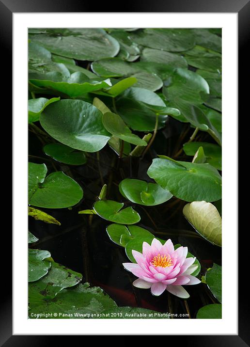 Water Lily in a Koi Pond Framed Mounted Print by Panas Wiwatpanachat